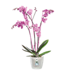 brussels orchid 12,5cm transparent